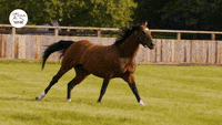 Messiturf10 Horse Racing